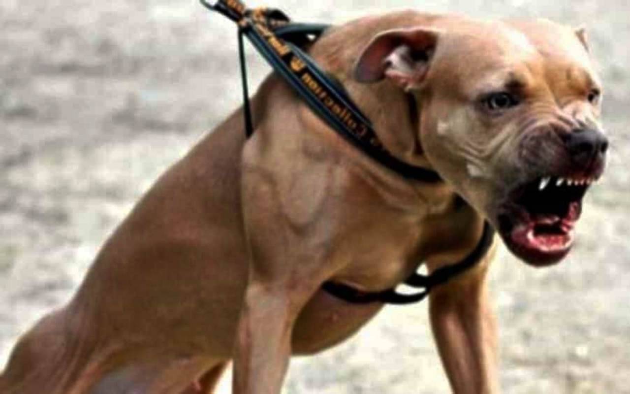 Milano: rapinatore gli aizza contro il pitbull, carabiniere spara al cane