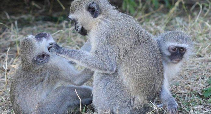 Ecco come si comportano le scimmie quando hanno un’infezione