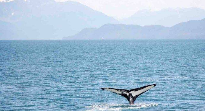 Stati Uniti, un balena ingoia un pescatore: salvo per miracolo