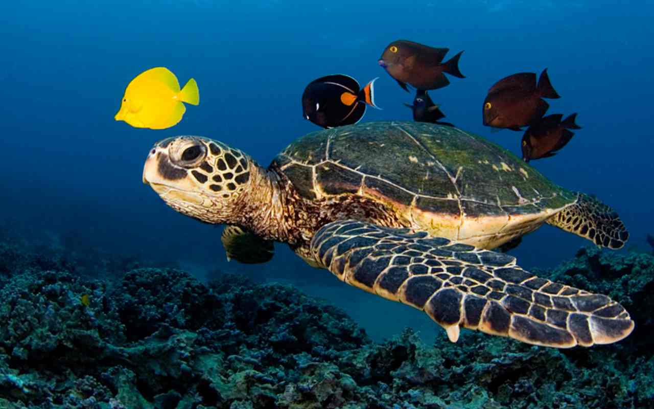 Lucchetti: “Salvaguardare le tartarughe per tutelare gli oceani”