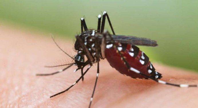 Brevettati degli speciali indumenti per prevenire le punture di zanzara