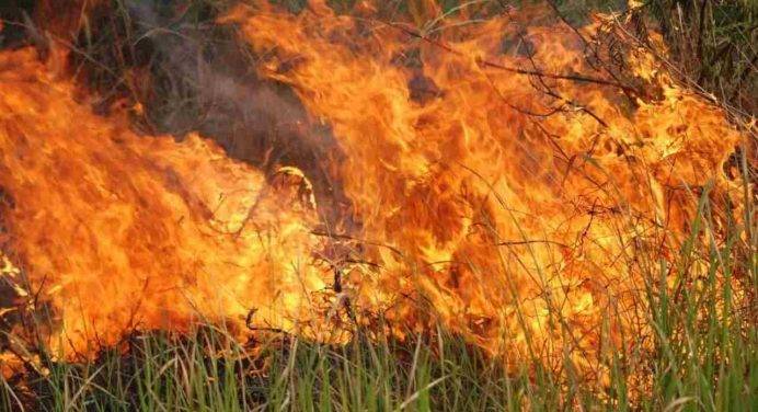 Argentina: un grande incendio devasta il Parco nazionale di Iberá