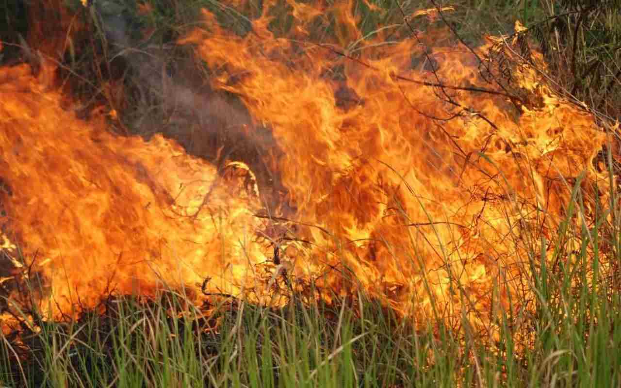 Argentina: un grande incendio devasta il Parco nazionale di Iberá