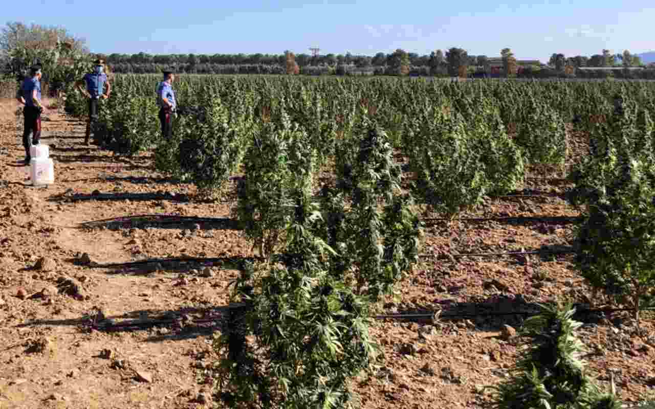 Piantagione di Marijuana a Villasor: guarda il video dell’operazione dei Carabinieri