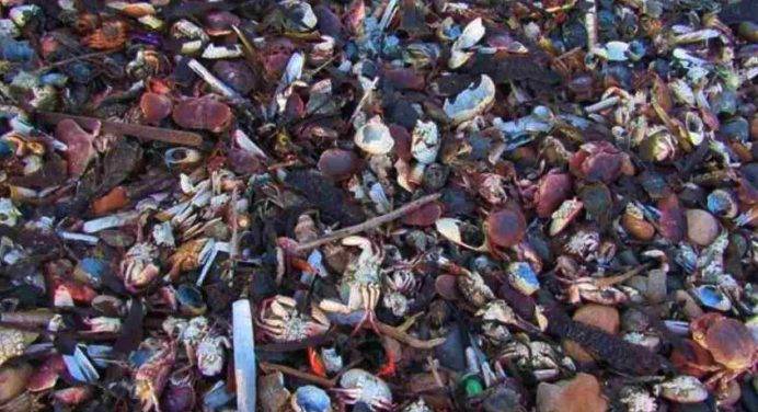 Il mistero delle migliaia di crostacei morti sulle spiagge inglesi