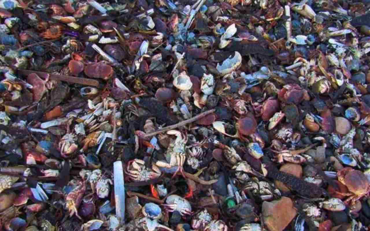 Il mistero delle migliaia di crostacei morti sulle spiagge inglesi