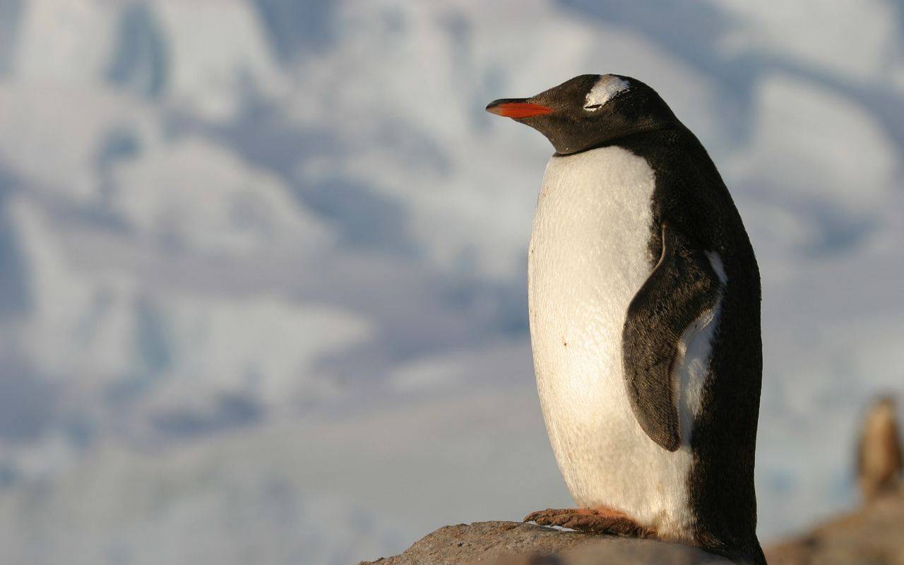 La storia del pinguino che ha percorso tremila chilometri