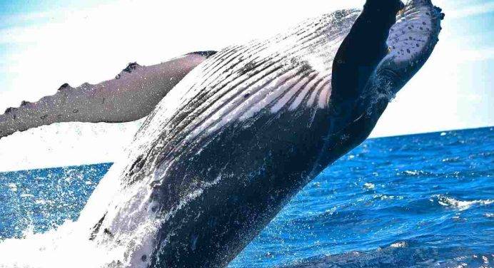 Le balene mangiano il triplo del previsto: cosa succede ai mari