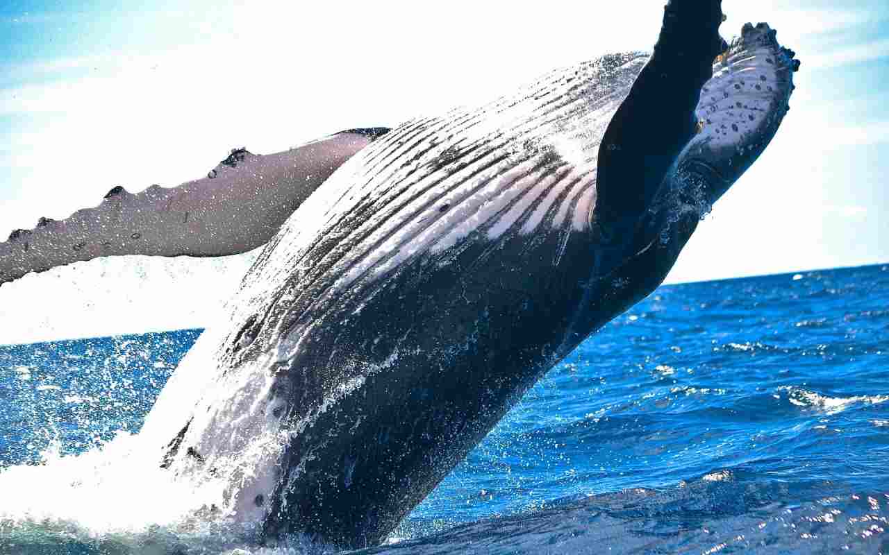 Le balene mangiano il triplo del previsto: cosa succede ai mari
