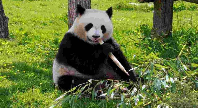 A quando risalgono i resti di panda gigante scoperti in Cina
