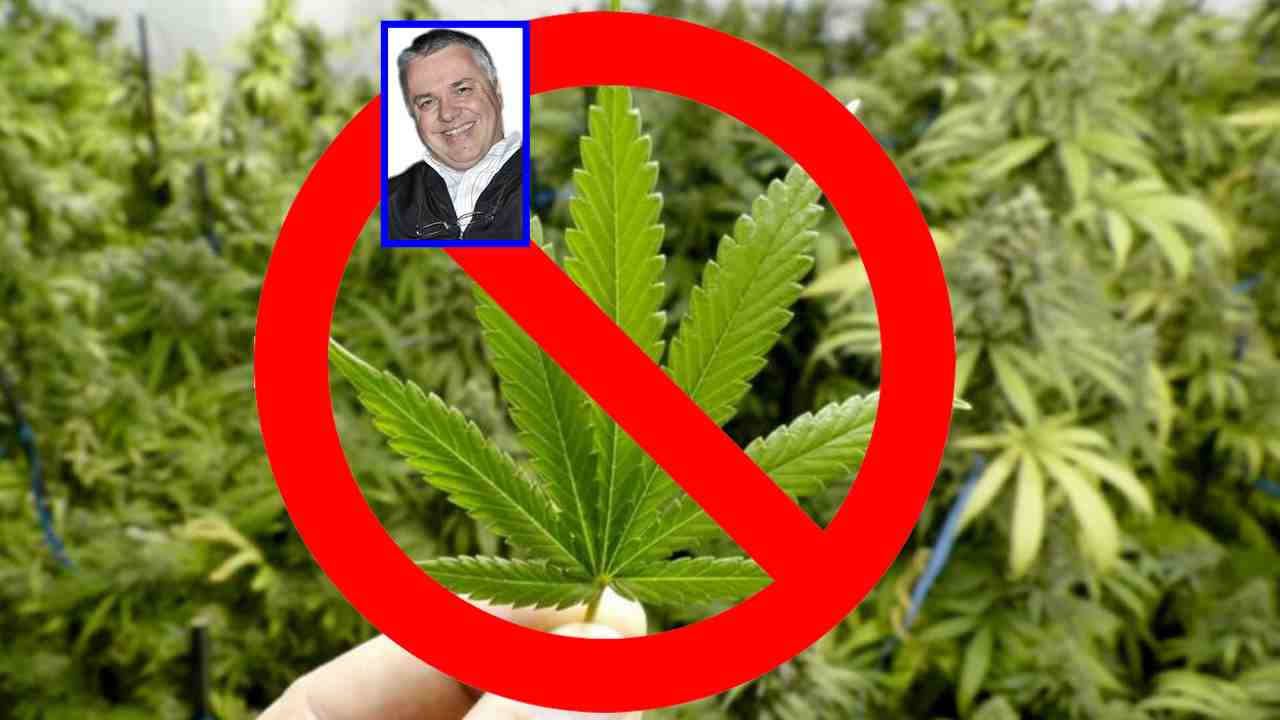 Legalizzazione della cannabis: a gioire saranno le mafie e i trafficanti