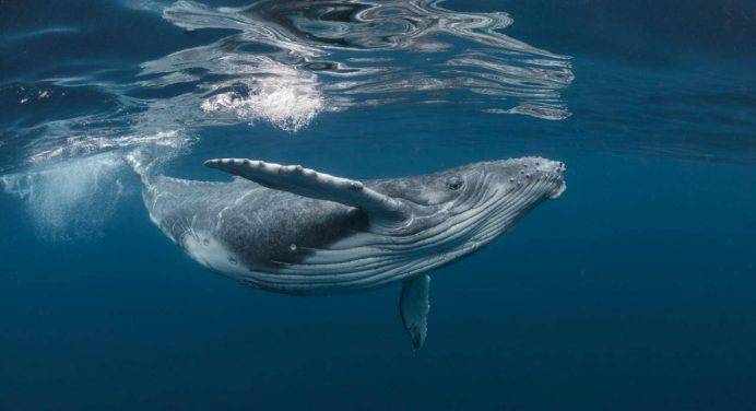 Le balene azzurre mangiano 10 milioni di microplastiche al giorno