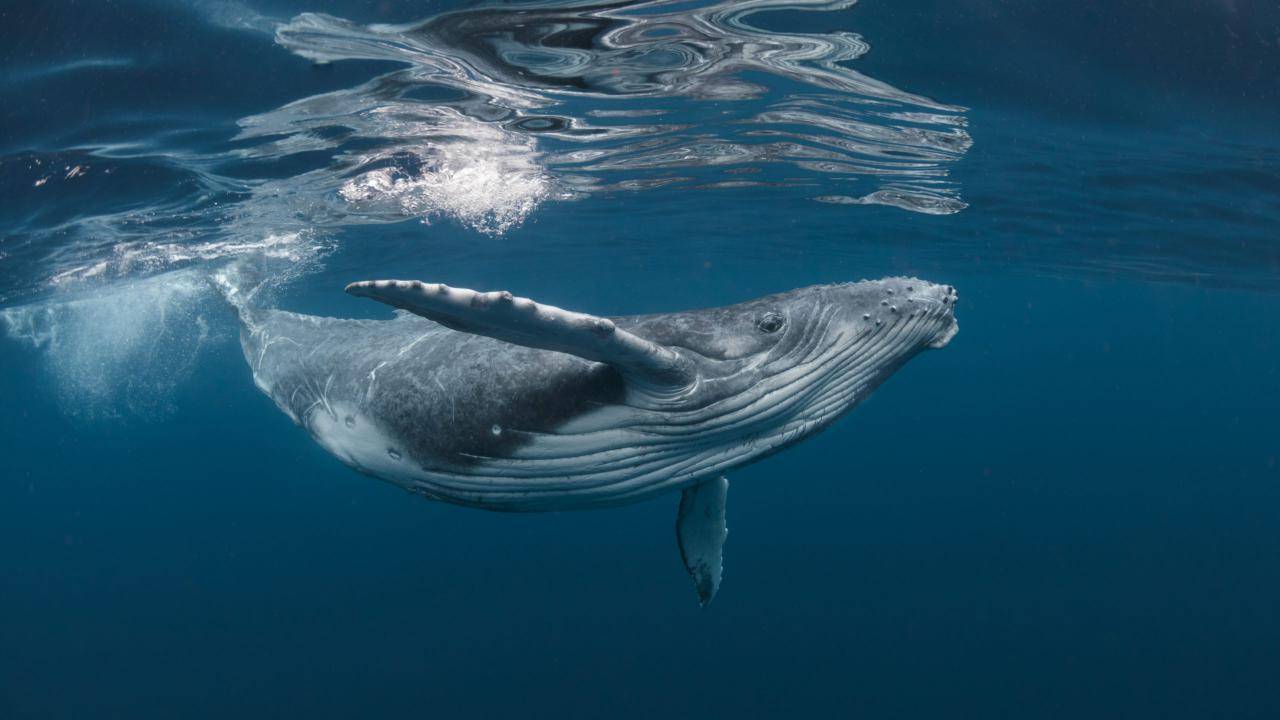Le balene azzurre mangiano 10 milioni di microplastiche al giorno