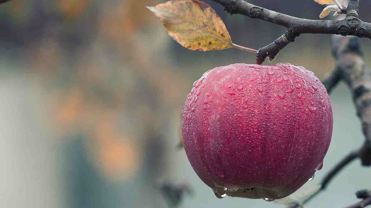 I ricercatori studiano la forma della mela: un “frutto” del caso?