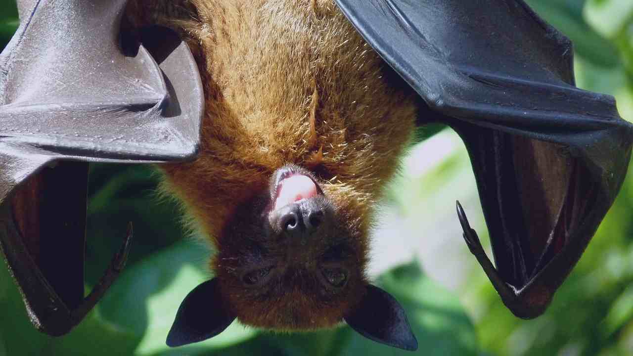 Dieci curiosità sui pipistrelli che devi assolutamente conoscere