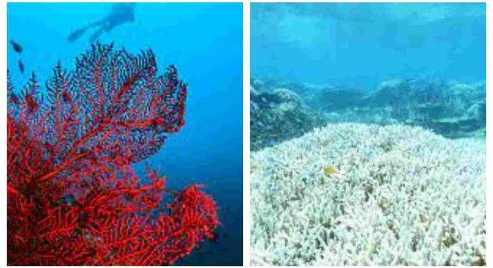 Sos Clima: il mare troppo caldo sbianca la Grande barriera corallina