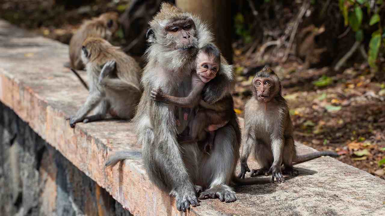 Vaiolo delle scimmie: identificato il primo caso in Italia. L’Iss istituisce una task force