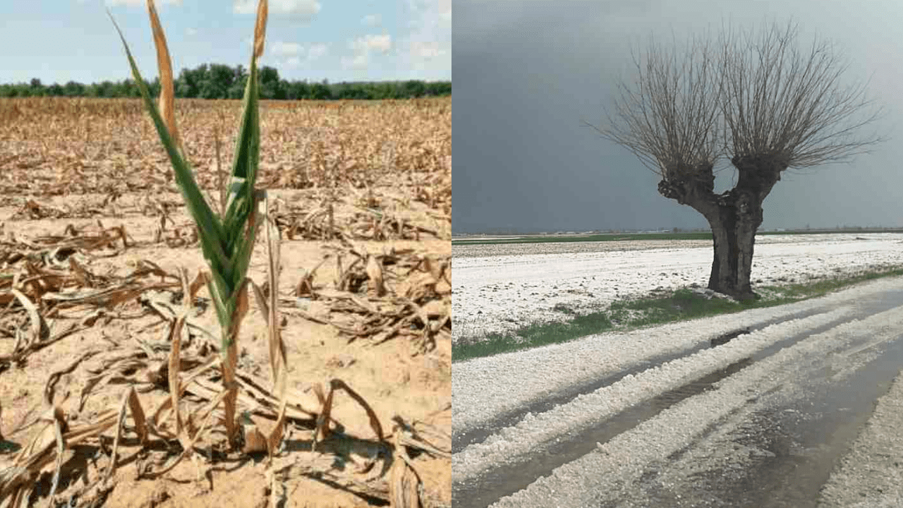 Coldiretti: “Climate change e siccità: come salvare le colture italiane”
