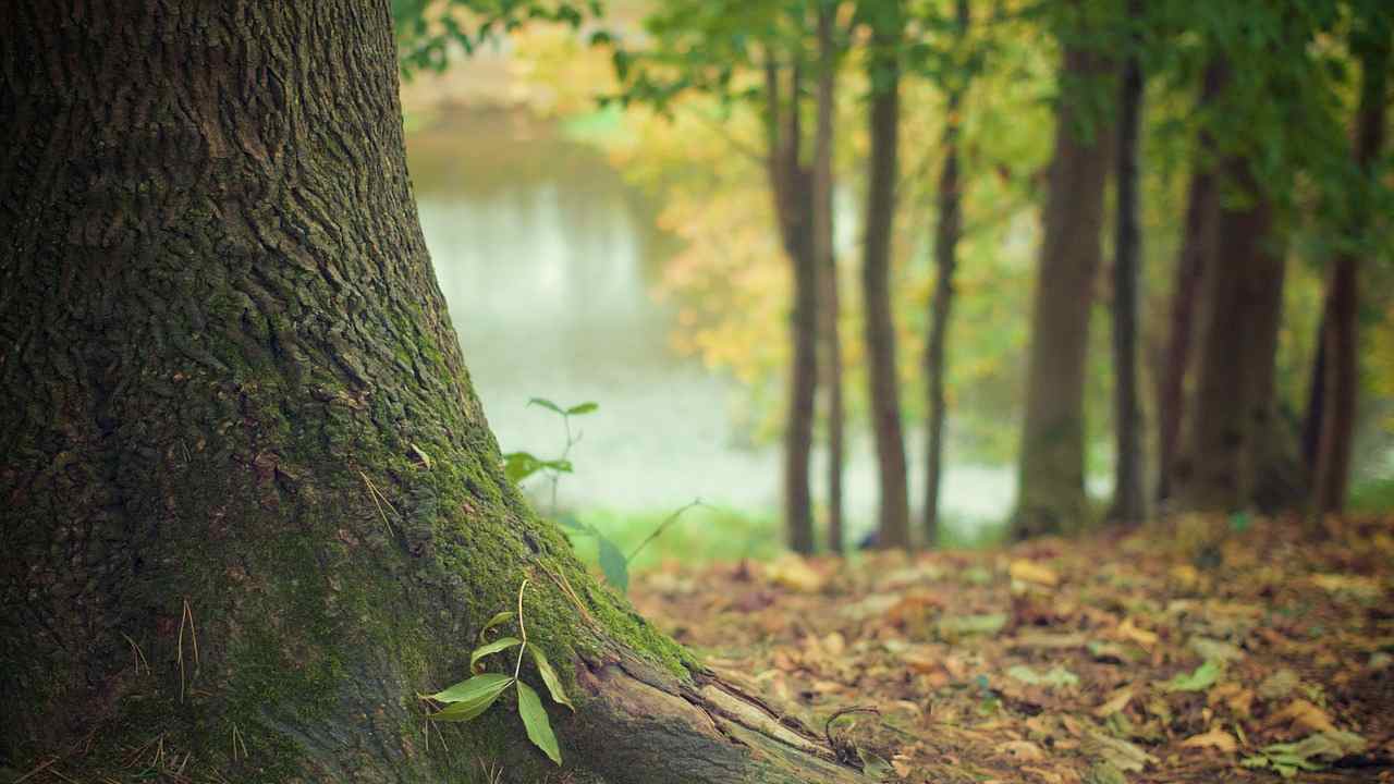 Forest therapy: la natura che cura e guarisce