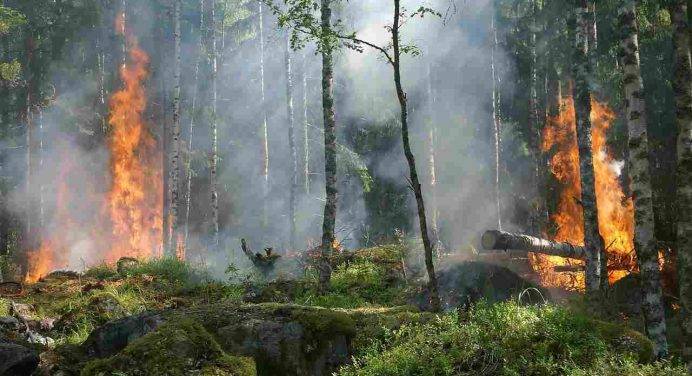 Europa, ecco quanti ettari di bosco sono bruciati quest’estate
