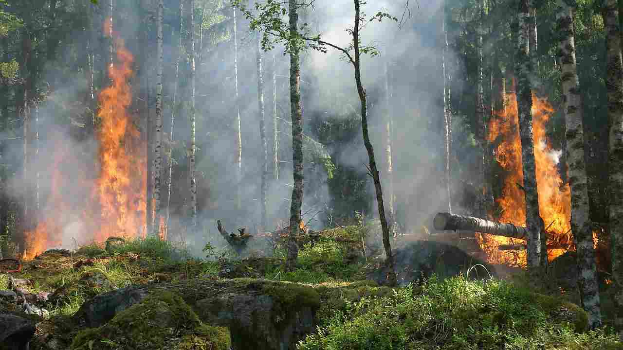 Europa, ecco quanti ettari di bosco sono bruciati quest’estate