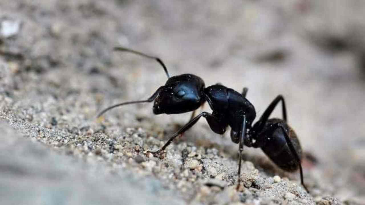 Sulla Terra ci sono 2,5 milioni di formiche per ogni umano
