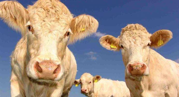 La Nuova Zelanda propone una tassa sui rutti delle mucche: ecco perché