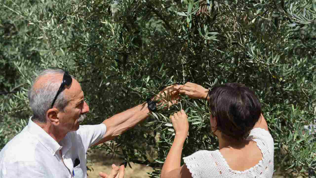 Tavoletta (Acli Terra): “La straordinaria funzione sociale dell’olivicoltura italiana”