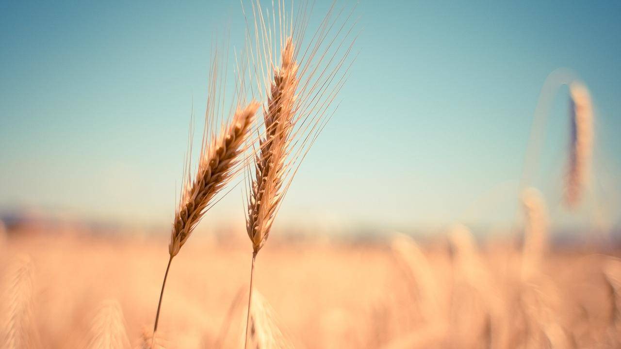 La Russia sospende l’accordo sul grano