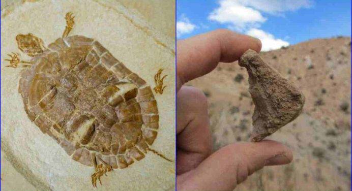 Spagna, trovato un fossile di tartaruga marina di quasi quattro metri