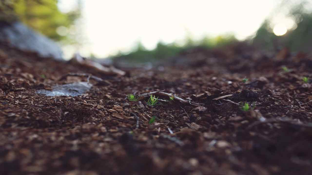 Il “capitale naturale” del suolo che ci permette di vivere