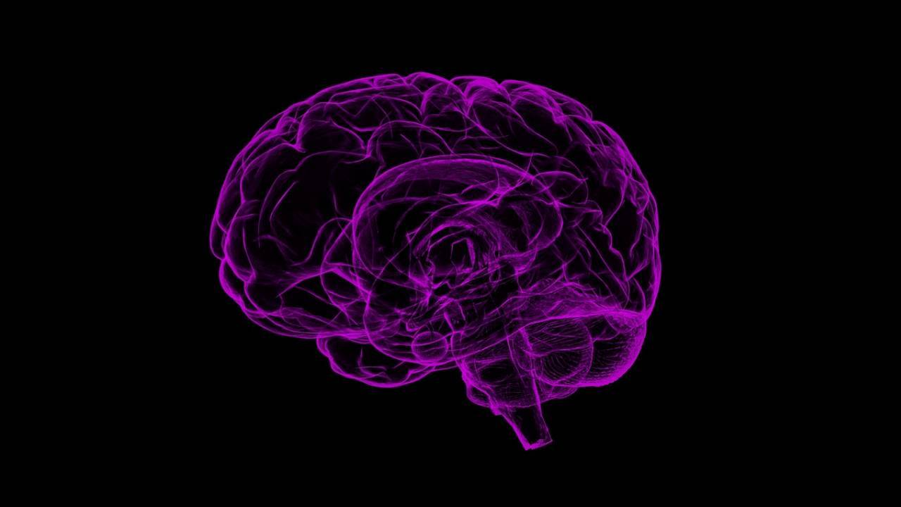 Scoperta una nuova struttura che aiuta a mantenere il cervello “pulito”