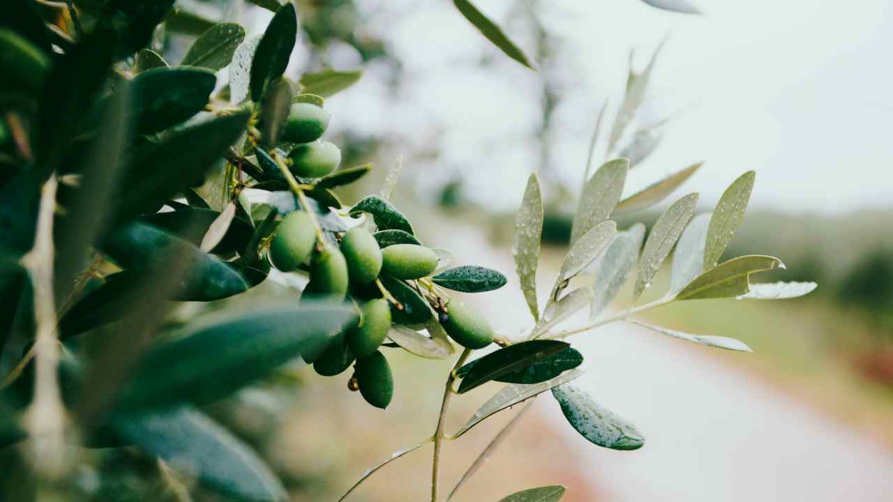 Produzione olio d’oliva – 25%, ministro: “Ripresa economica va sostenuta”