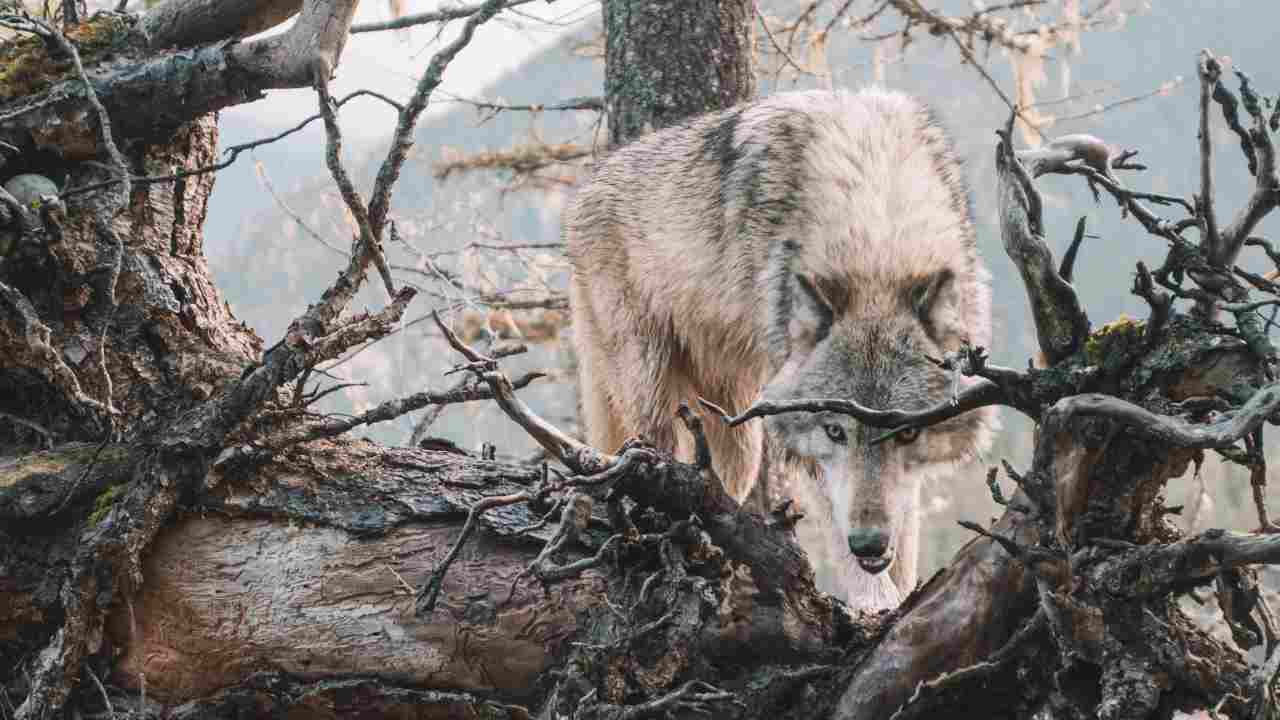 Scillitani (LIFE WolfAlps EU): “Cosa fare e non fare se si incontrano lupi o orsi”