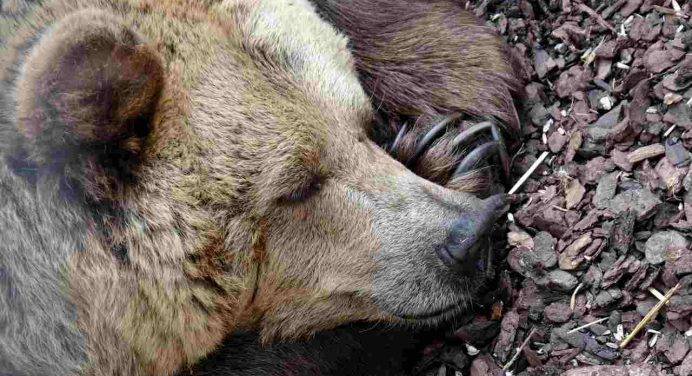 Il Tar sospende l’uccisione degli orsi Jj4 e Mj5: “Pericolosità non verificata”
