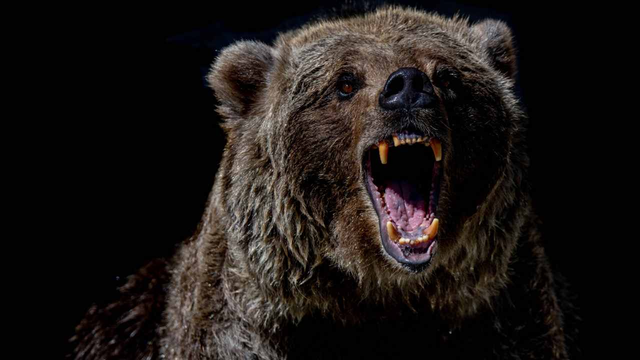 Runner morto: i sindaci contro la sospensione di abbattimento dell’orsa Jj4