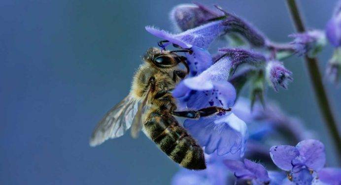 Come le api contribuiscono alla tutela dell’ambiente
