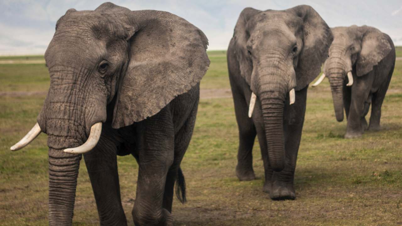 Campagna SOS Elefanti, WWF: “Elefanti africani da 12 milioni a 415mila in 100 anni”
