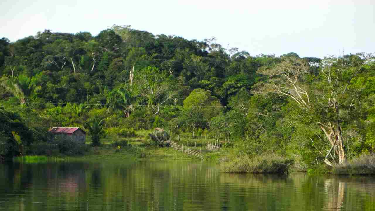Amazzonia: deforestazione in calo del 31%