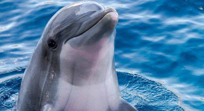 Lucchetti (CNR): “Tutelare i delfini dalle reti dei pescatori: il progetto Life DELFI”
