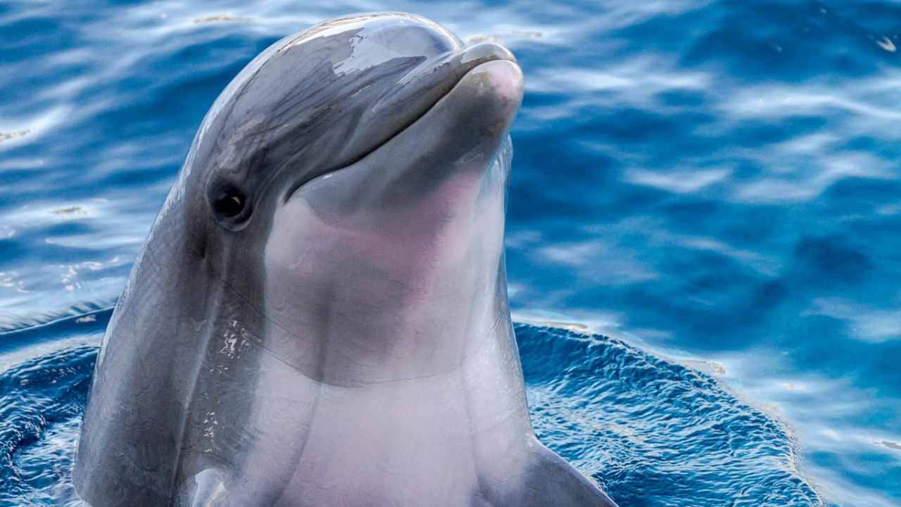 Lucchetti (CNR): “Tutelare i delfini dalle reti dei pescatori: il progetto Life DELFI”