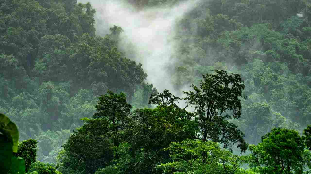Colombia: 4 bimbi ritrovati vivi nella giungla dopo oltre un mese dall’incidente aereo
