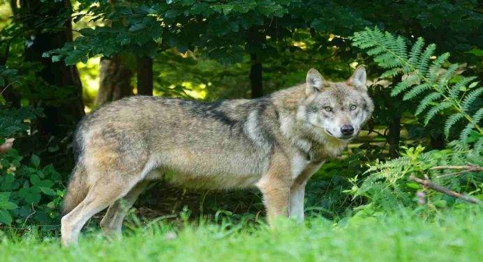 Il Tar di Trento rifiuta la richiesta di non abbattere due lupi