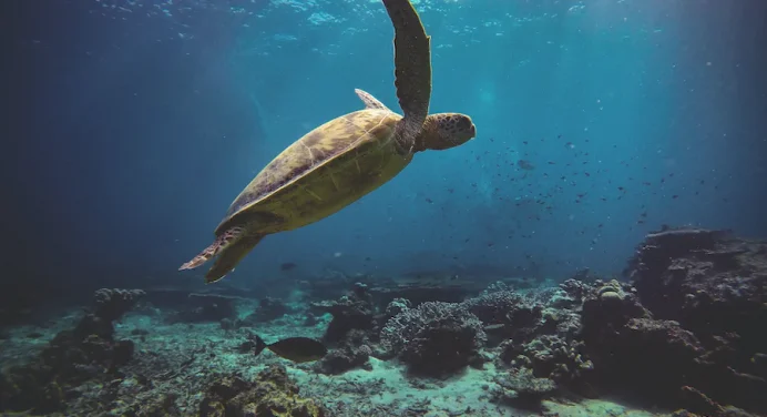 Lampedusa: trovate altre due nidificazioni di tartaruga marina