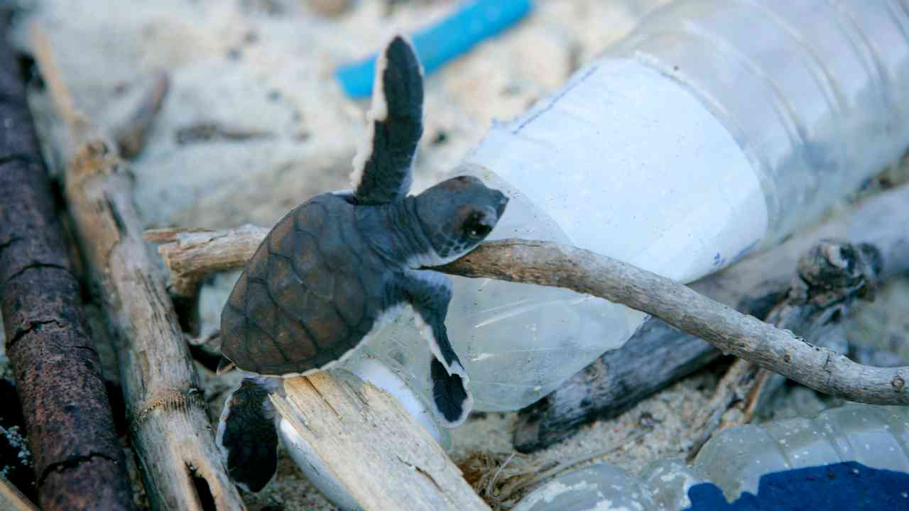 Alessi (WWF): “I consigli per salvare il Pianeta dalla plastica”