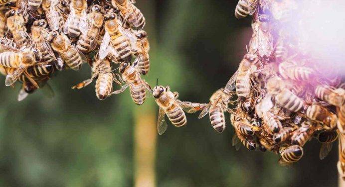 Ecco cosa “lega” le api mellifere all’intelligenza artificiale