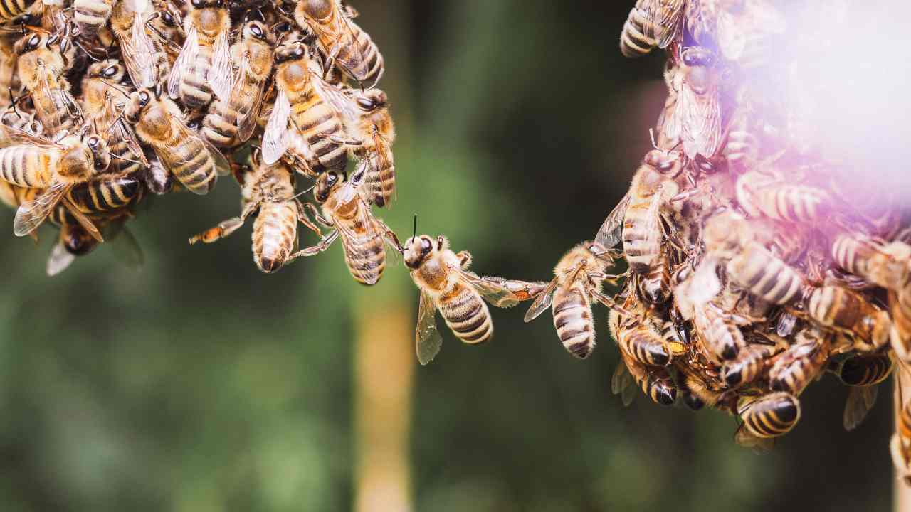 Ecco cosa “lega” le api mellifere all’intelligenza artificiale
