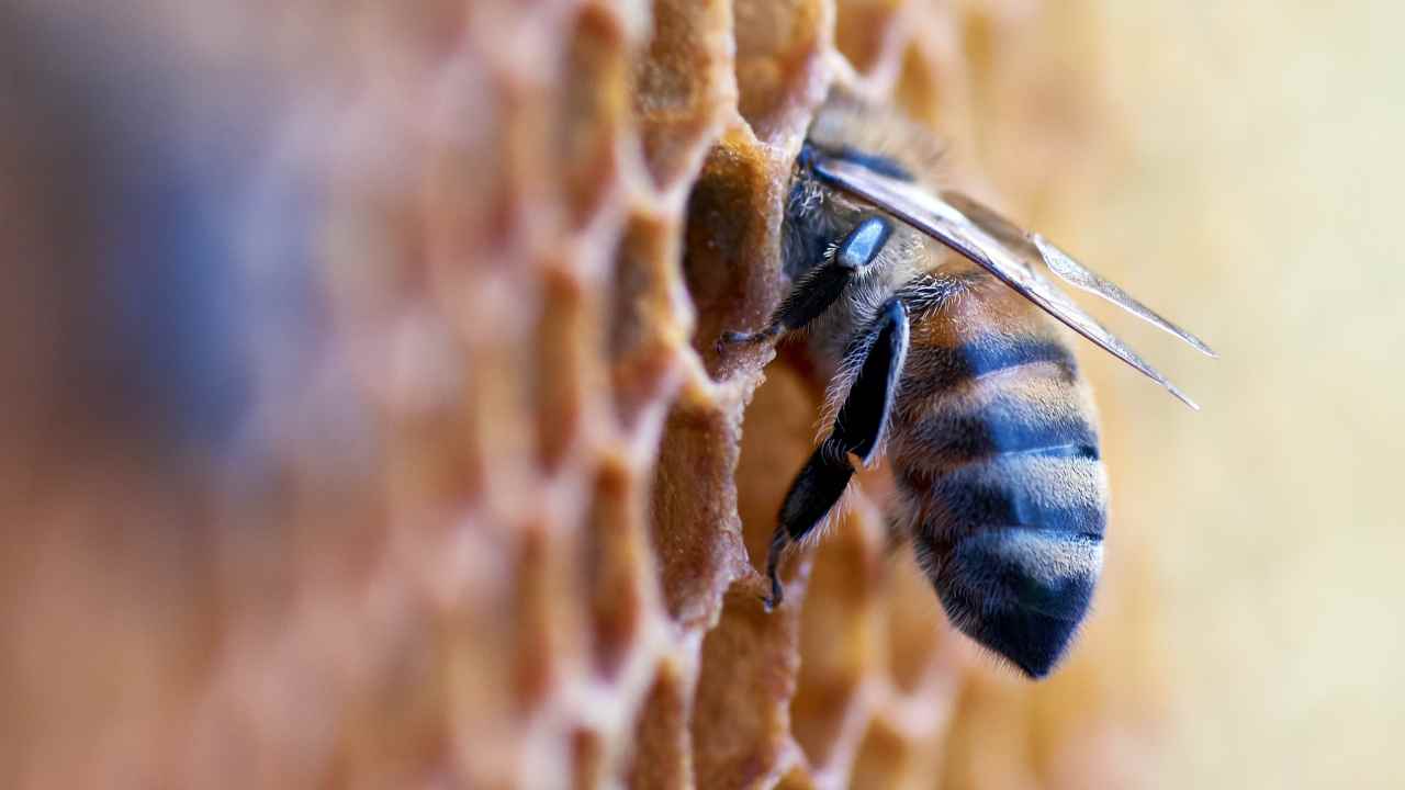 Perché il miele artificiale non salva le api
