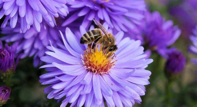 L’importanza delle api per il pianeta
