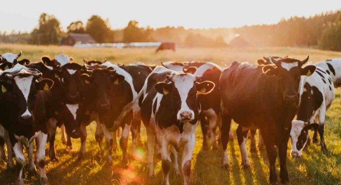 Allarme caldo: le mucche producono meno latte